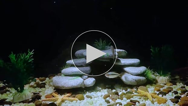 Amazon.co.jp: PENGYETHTY 水槽 オブジェ 金魚 隠れ家 水槽 洞窟